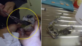 [영상] 숨 못쉬던 바다거북…목에서 비닐봉지 꺼내주니