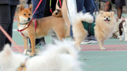 韓성인 25% “개‧고양이 등 반려동물 길러”…月양육비 7~10만원