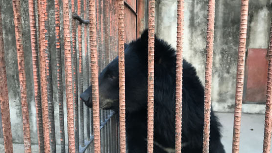 녹색연합, 사육 반달가슴곰 3마리 구출해 동물원에 인계