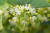린덴 나무. 보리수나무과의 린덴 잎을 차로 달여 마시면 연골 탄력성을 잃게 하는 콜라겐 분해 효소의 생성을 억제하는 효과와 통증의 원인이 되는 염증을 억제하는 효과가 있다는 사실이 보고됐다. [사진 pixabay]