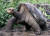 지난 2012년 6월 24일 사망한 외로운 조지(Lonesome George)는 사망 당시 약 100살로 추정됐다. 과학자들은 외로운 조지와 다른 거대 거북 한 마리의 유전자를 분석해, 이들의 장수의 비밀을 파헤쳤다. [로이터=연합뉴스] 론썸 조지 (Lonesome George)로 알려진 거대한 갈라파고스 거북이는 2001 년 2 월 5 일 파일 사진에서 푸