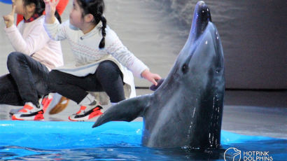 “돌고래 ‘태지’, 퍼시픽랜드에 기증 반대합니다” 동물단체 서명운동