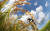 경기도 양평군의 한 논에서 촬영된 벼. 벼는 자신이 피워낸 꽃 &#39;하나&#39;에서 각각 수정이 가능한 제꽃받이 식물이다. 그러나 미국 UC데이비스대 연구진은 12일, 이런 과정없이 씨앗으로만 쌀 생산이 가능한 기술을 개발했다고 밝혔다. [사진 김상선 기자]