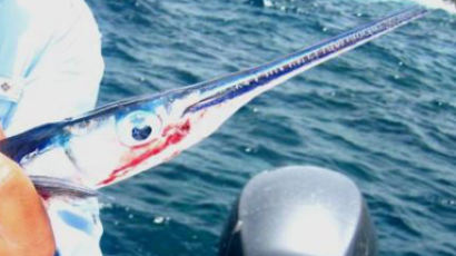 “태국 해군, 軍 훈련 도중 물고기 떼 공격받아 사망”