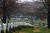 화환의 날 행사에 참여한 자원봉사자들이 15일 알링턴 국립묘지에서 전사자 묘비에 화환을 놓고 있다.[AP=연합뉴스]