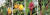 대구수목원에 있는 열대과일. 왼쪽부터 불수감, 하귤, 분홍바나나, 잭후르츠. [중앙포토]