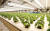 미래원의 6단형 식물공장. 내년에는 규모를 배로 늘리고 자동화 라인도 본격 도입한다.