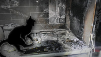 주택서 화재 “고양이가 전기레인지 작동”…고양이도 죽은 채 발견