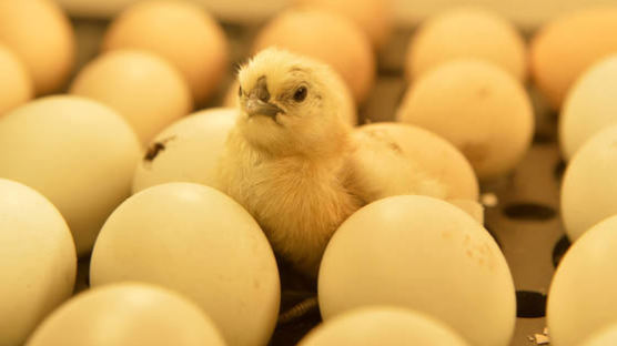 달걀 性감별 기술 개발…수컷 병아리 떼죽음 끝난다