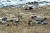 전북 군산시 금강철새조망대 인근에 떼지어 먹이를 찾고 있는 가창오리. 겨울 철새 중에서 농약 피해를 가장 많이 보는 종류다. [뉴스1]