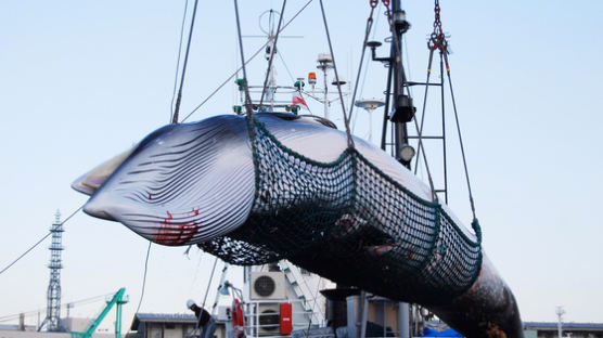 “일본, 개체 수 많은 고래 잡겠다는데…비난만 할 일인가”