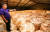 지난 9월 광주광역시 송정동 송정농협 창고에 지난해 수확한 우리밀 1200t이 톤백(1t짜리 가마니)에 담긴 채 쌓여 있다. 김태완 우리밀농협 상무가 가마니 위에 서 있다. [프리랜서 장정필]