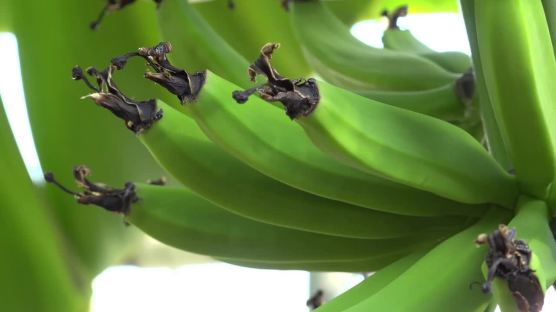 "수입 바나나보다 값 2배" 포항 몰려가는 귀농인들