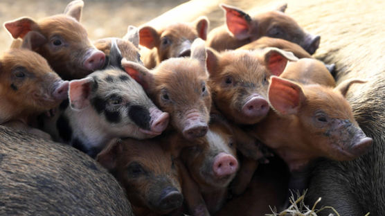 황금돼지해인데…돼지고기값은 '울상', 평년대비 18.3% 내려