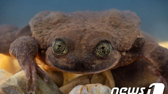 유일 개체 희귀종 개구리, 10년만에 짝 찾았다
