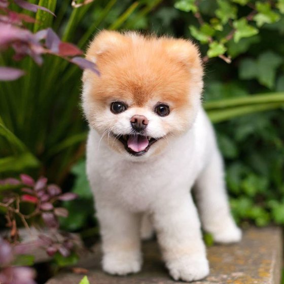 팔로어 1600만…세상에서 가장 귀여운 강아지 '부' 무지개다리 건넜다 | 중앙일보