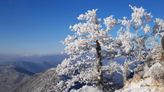 [서소문사진관]나무엔 눈꽃, 하늘은 쪽빛…겨울 지리산 절경