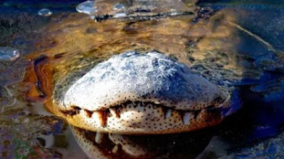 美 악어들의 생존법…얼어붙은 호수위 코만 내놓고 동면