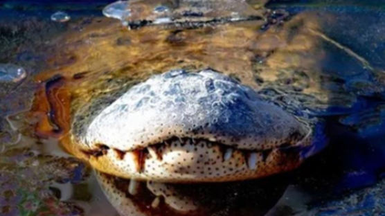 美 악어들의 생존법…얼어붙은 호수위 코만 내놓고 동면