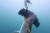 호주 연안에서 낚시 갈고리에 걸려 죽은 홍살귀상어. 이 상어는 세계자연보전연맹(IUCN)이 멸종위기종으로 분류하고 있다. [EPA=연합뉴스]
