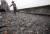홍콩 공장 건물 옥상에서 인부가 상어 지느러미를 말리고 있다. [AP=연합뉴스, 자료사진]