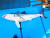지난해 7월 경북 경주시 양남면 수렴리 앞바다에서 그물에 걸려 죽은 채 발견된 백상아리. [사진 포항해경]