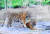 국립백두대간수목원 호랑이숲에서 백두산 호랑이 한청(왼쪽)과 우리가 노니는 모습. 포식자가 사라지면서 멧돼지 숫자가 늘어나고 있다. [국립백두대간수목원 제공=뉴스1]