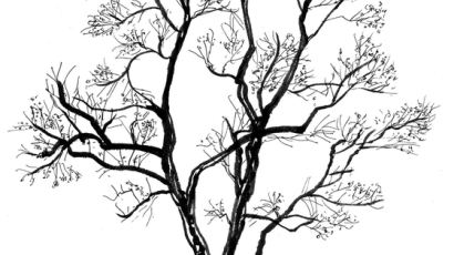 [소년중앙] 황경택 쌤과 자연이랑 놀자 11.겨울나무