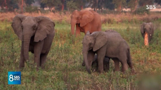 상아 없는 종으로 진화하는 코끼리…인간 탐욕이 부른 비극