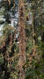 멕시코 월동지에서 전나무에 붙여 겨울을 나고 있는 모나크나비. [사진 미국 지질조사국(USGS)]