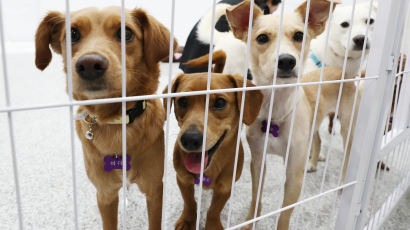 동물보호단체 후원금으로 집 월세·차 할부금·여행비 낸 대표