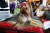 대회에 참가한 요크셔 테리어가 붉은 리본을 장식한 모습으로 윤기나는 자태를 선보이고 있다. [로이터=연합뉴스]