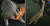 (방콕 AP=연합뉴스) 태국 세관은 최근 말레이시아로부터 밀반입 과정에서 적발된 멸종위기 천산갑 136마리와 천산갑 비늘 450㎏을 적발했다고 31일 밝혔다. 사진은 세관 당국이 방콕 본부에서 언론에 공개한 천산갑.