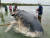  지난해 11월 인도네시아 술라웨이 해안에서 죽은 채 발견된 향유고래. 뱃속에서 115개의 플라스틱 컵이 발견됐다. [AFP=연합뉴스]