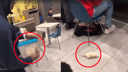 맥도날드 매장서 벌어진 '쥐 테러'에 혼비백산