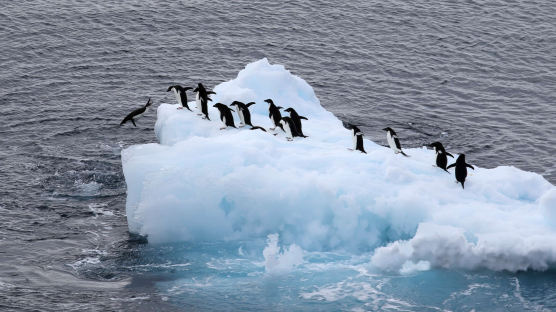 용기와 배려를 보여주는 남극의 ‘퍼스트 펭귄’ 