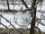 미국을 강타한 기록적인 한파로 미시건주의 한 사과 농장에 사과 모양의 투명한 얼음이 매달려 있다. [연합뉴스]