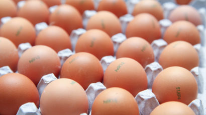 달걀 껍데기에 ‘0221’...닭이 알 낳은 날짜 확인 가능해진다