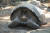 멸종 우려가 제기돼 온 갈라파고스 거북이 113년 만에 갈라파고스의 외곽 섬에서 지난 17일(현지시간) 발견됐다.
