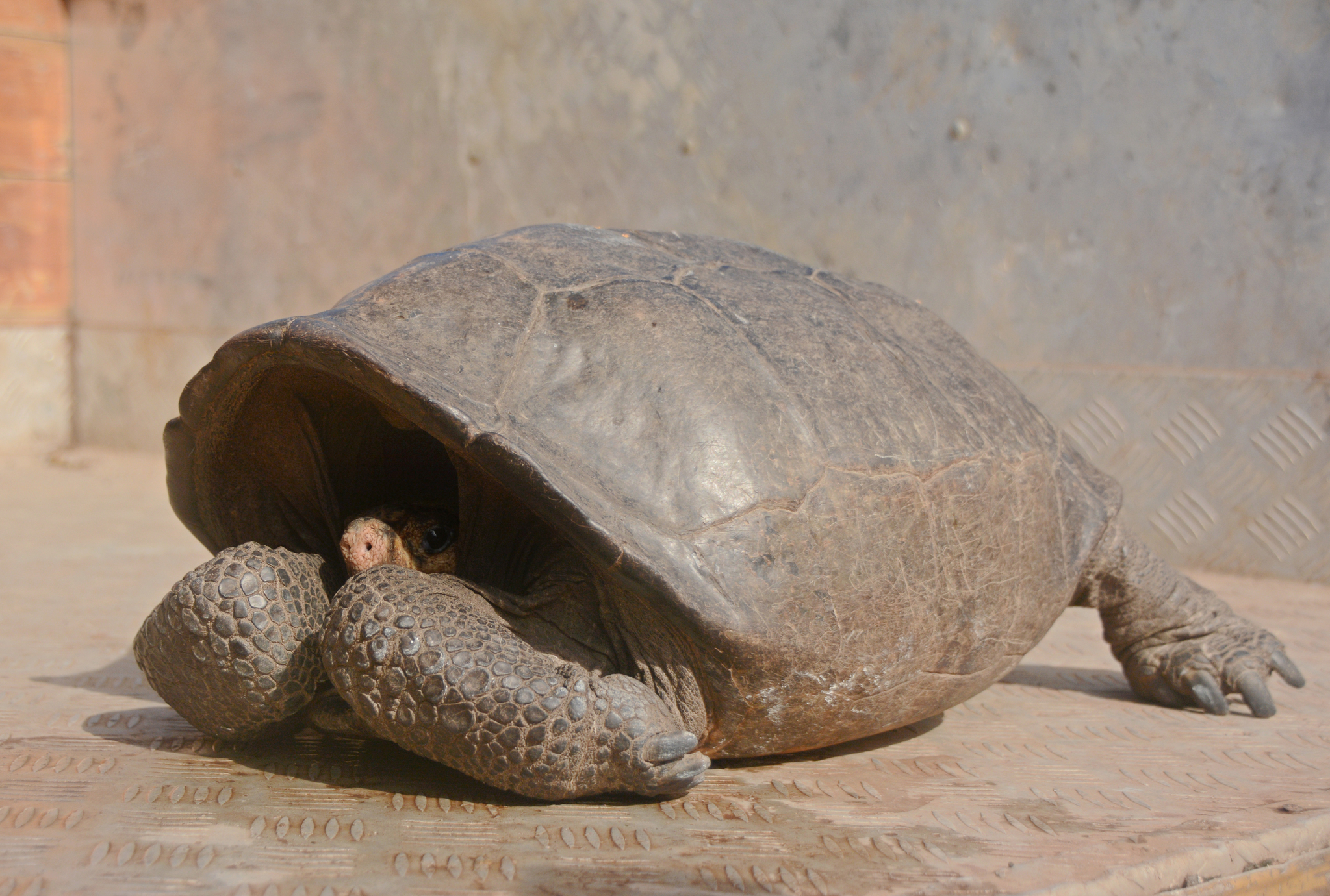 1900년대 초 자취를 감춰 사실상 멸종된 것 아니냐던 갈라파고스 거북이 113년 만에 산 채로 발견됐다. [AP=연합뉴스]