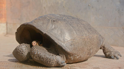 ‘반갑다’ 멸종된 줄 알았던 갈라파고스 거북, 113년 만에 발견