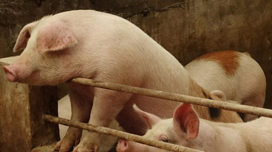 ‘돼지 콜레라’ 겪은 중국, 인간 안면인식 기술을 돼지에 적용?