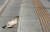 3일 오전 서울 종로구 세종문화회관 앞 계단에서 먼지를 뒤집어 쓴 하얀 비둘기가 먹이를 찾고 있다. [뉴시스]