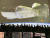 스페이스X 관계자들이 크루 드래곤의 도킹 장면을 보고 있다. [사진 NASA]