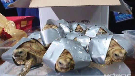 필리핀 공항서 버려진 가방 속 거북이 1500마리 발견 