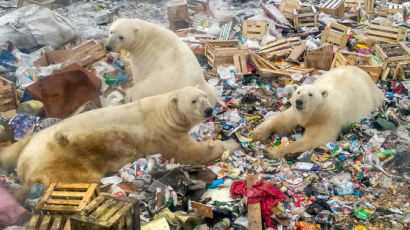 [서소문사진관]북극곰의 침략(?), 쓰레기 더미 뒤지는 러시아 북극곰들