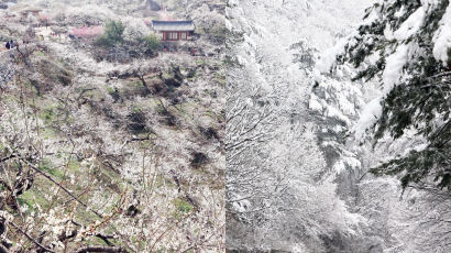  [서소문사진관]봄과 겨울의 경계가 없다…조화로운 매화와 눈