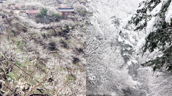  [서소문사진관]봄과 겨울의 경계가 없다…조화로운 매화와 눈
