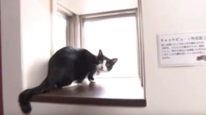 '고양이 전용창문'…일본에 등장한 고양이 맞춤형 아파트 내부