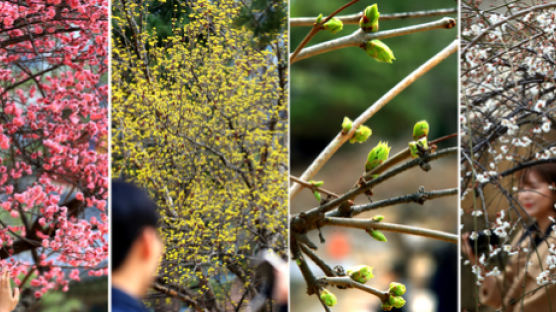[서소문사진관] 서울에 도착한 봄, 전국 봄꽃 축제 언제?
